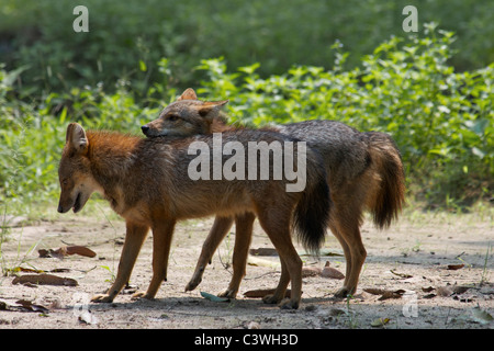 Ein paar wilde Golden oder asiatischen, Schakal, C. Aureus in Huai Kha Khaeng Wildlife Sanctuary in Thailand. Stockfoto