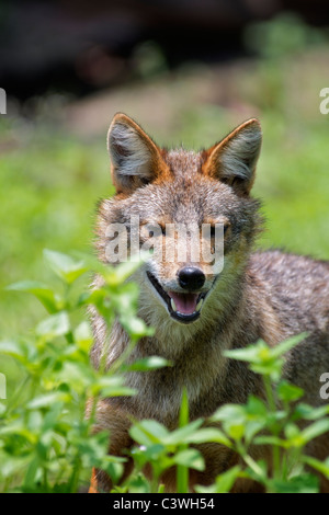 Eine wilde Golden oder asiatisch, Schakal, C. Aureus in Huai Kha Khaeng Wildlife Sanctuary in Thailand. Stockfoto