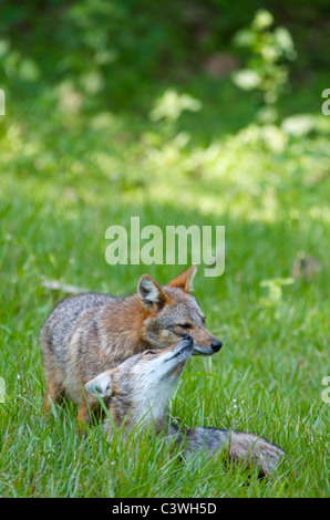 Ein paar wilde Golden oder asiatischen, Schakal, C. Aureus in Huai Kha Khaeng Wildlife Sanctuary in Thailand. Stockfoto