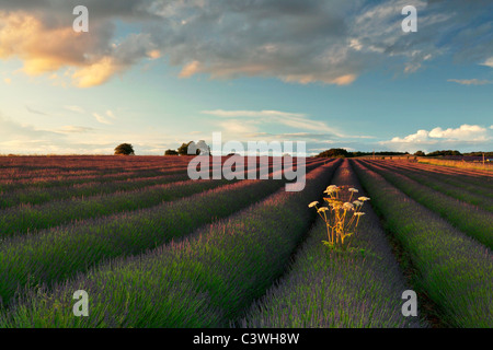 Untergehende Sonne malt die schönsten Lavendelfelder in der Nähe von Snowshill in Gloucesershire, England Stockfoto