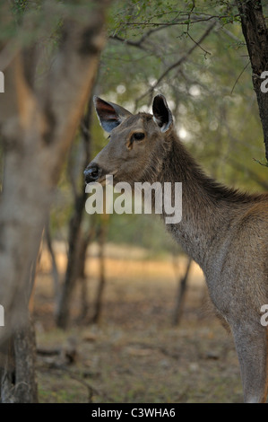 Weibliche Sambar Deer (Cervus unicolor Niger) in Ranthambore Nationalpark Stockfoto