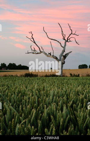 Ein einsamer Baum steht gegen eine Dämmerung Himmel net auf ein Feld der Gerste in Norfolkshire Stockfoto