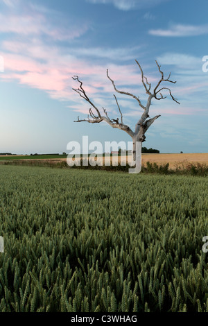 Ein einsamer Baum steht gegen eine Dämmerung Himmel net auf ein Feld der Gerste in Norfolkshire Stockfoto