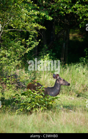 Weibliche Sambar-Hirsch (Rusa unicolor Spitzfußhaltung AKA Cervus unicolor) in Huai Kha Kaeng, Thailand. Stockfoto