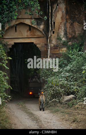 Tiger und touristischen Jeep in der Nähe ein antikes Tor in Ranthambhore National park Stockfoto