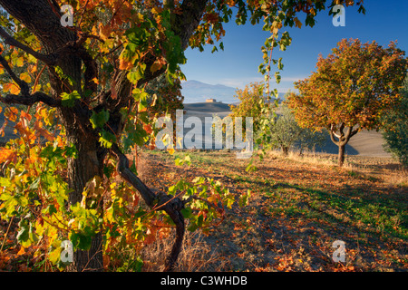 A lone villa framed by grape vines near Pienza in Tuscany Stockfoto