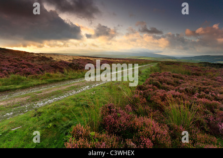 Sommer Sonnenaufgang über dem Heidekraut bewachsenen Mauren Dumpit Hügels in der Nähe Hebden in der Yorkshire Dales of England Stockfoto