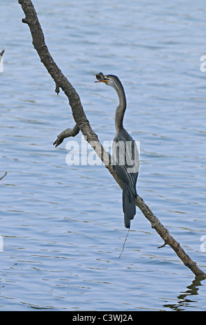 Die Oriental Darter oder indischen Darter (Anhinga Melanogaster) mit einem Fisch in einem See in Ranthambhore Stockfoto