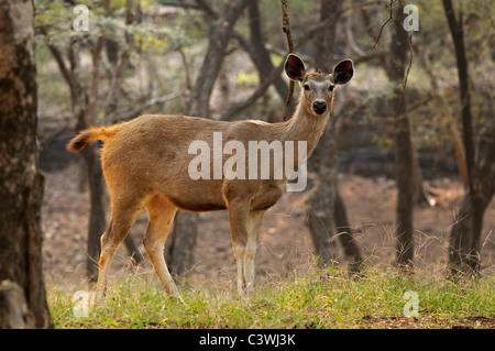 Weibliche Sambar Deer (Cervus unicolor Niger) im bewaldeten Tal der Ranthambore Nationalpark Stockfoto