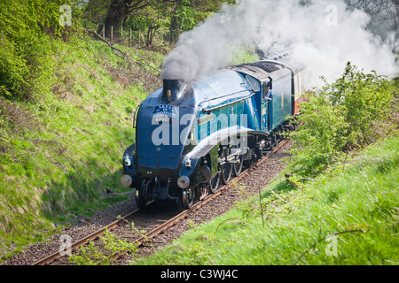 Dampf-Lokomotive, 60007, Sir Nigel Gresley Stockfoto