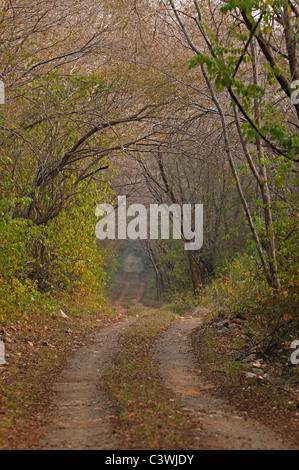 Eine Forststraße durch den Dschungel des Ranthambhore National park Stockfoto