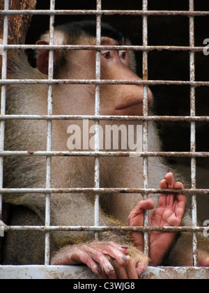 Affe im Zoo Käfig sitzt Stockfoto