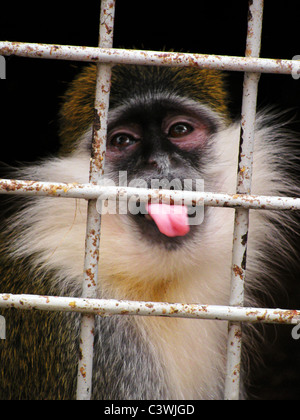 Affe (grüne Makaken) im Zoo Käfig Stockfoto