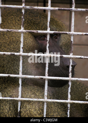 Affe im Zoo Käfig Stockfoto