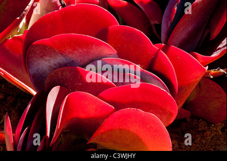 Kalanchoe Thyrsiflora Wüste Kohl, Paddel Anlage FlapJack Pflanze Kaktus, Kakteen, Sukkulenten. saftige rote Feuer feuerrot evergre Stockfoto