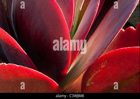 Kalanchoe Thyrsiflora Wüste Kohl, Paddel Anlage FlapJack Pflanze Kaktus, Kakteen, Sukkulenten. saftige rote Feuer feuerrot evergre Stockfoto