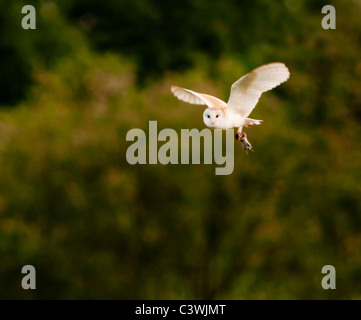 Schleiereule (Tyto Alba) mit Wühlmaus, Warwickshire Stockfoto