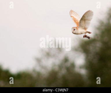 Schleiereule (Tyto Alba) mit Wühlmaus, Warwickshire Stockfoto