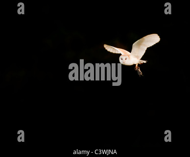 Schleiereule (Tyto Alba) mit Wühlmaus, Warwickshire Stockfoto