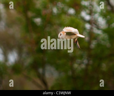 Schleiereule (Tyto Alba) mit Wühlmaus, Warwickshire Stockfoto