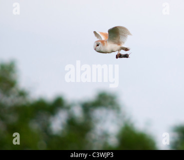 Schleiereule (Tyto Alba) mit Wühlmaus, Warwickshire Stockfoto