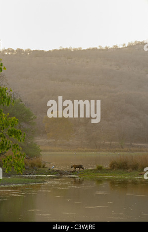 Breite eines Tigers zu Fuß über einen See in Ranthambhore Schuss Stockfoto