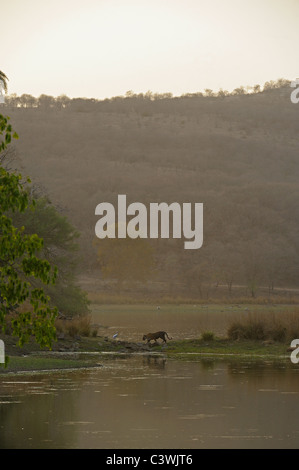 Breite eines Tigers zu Fuß über einen See in Ranthambhore Schuss Stockfoto