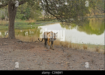 Breite eines Tigers zu Fuß über einen See in Ranthambhore Schuss Stockfoto