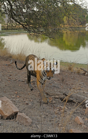 Breite eines Tigers zu Fuß über einen See in Ranthambhore Schuss Stockfoto