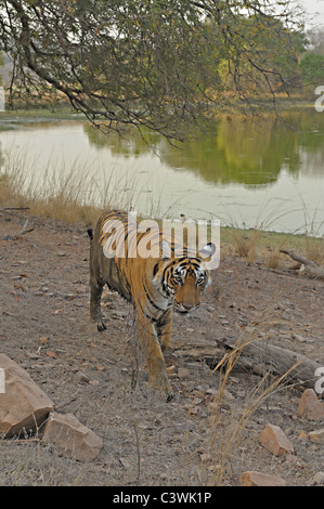 Breite eines Tigers zu Fuß über einen See in Ranthambhore Schuss Stockfoto