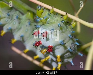 Eine bunte und daher giftig Cecropia Falter Raupe, Hyalophora cecropia Stockfoto