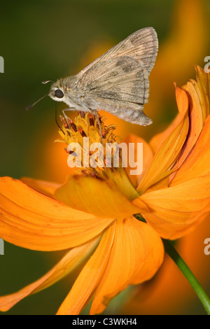 Ein kleiner Schmetterling, The Fiery Skipper auf eine Orange Blume, Hylephila phyleus Stockfoto