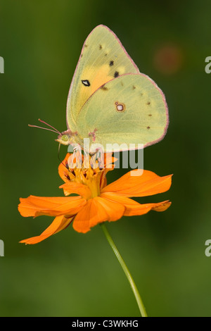 Eine gelbe Schmetterling auf Orange Blume, The Pink eingefasst Sulphur, Colias Interieur Stockfoto
