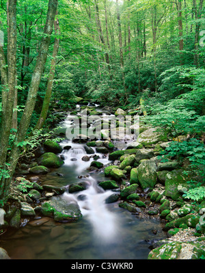 Einen ruhigen kleinen Bach In der großen Smoky Mountains National Park, Tennessee, USA Stockfoto