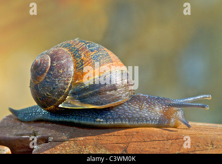 Helix Aspersa, bekannt unter dem gemeinsamen Namen Garten Schnecke ist eine Art von Land Schnecke, pulmonate ffnung Stockfoto