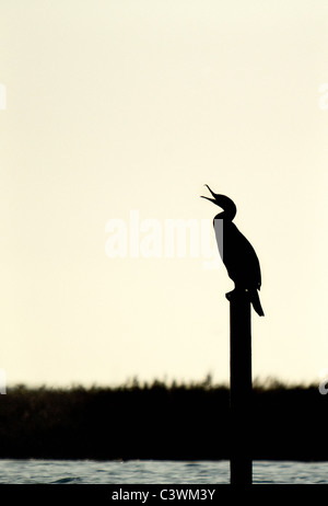 Ein Kormoran sitzen auf Post im Natur Park der Ria Formosa, Faro, Algarve, Portugal Stockfoto