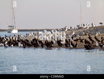 Eine große Herde von Watvögeln, die Fütterung in der natürlichen Park des Ria Formosa Lagune, Faro, Algarve, Portugal Stockfoto