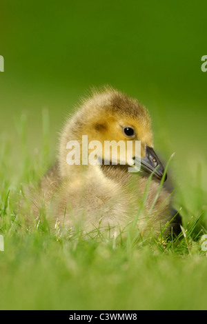 Eine wilde Kanadagans Gosling Gras sitzen Stockfoto