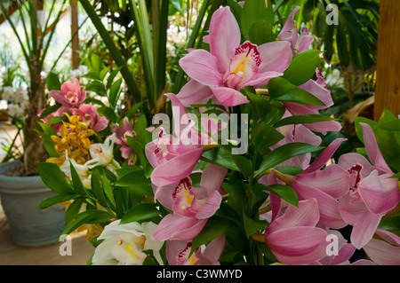 Cymbidium Orchideen, im Familienbetrieb in Rancho Encino, angebaut in der Nähe von Ventura, Kalifornien Stockfoto