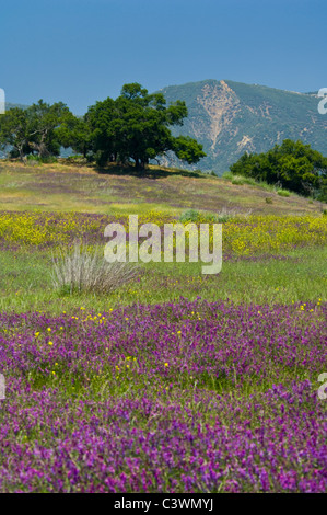 Eiche Bäume und Frühling, die violette und gelbe Wildblumen im blühen grünen Hügel in der Nähe von Ojai, Kalifornien Stockfoto