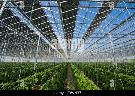 Wachsende Auberginen, Photovoltaik solar-Gewächshaus, Merlino Azienda Agricola San Maurizio, Merlino, Provinz Lodi, Italien Stockfoto