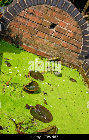 Wasserlinsen bedeckt Gartenteich Stockfoto