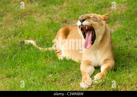 Große Löwin in einen Faulen stellen Schießen in einem Zoologischen Garten Stockfoto