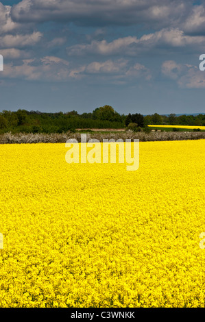 Landschaft in der Nähe von Breslau, Schlesien, Polen Stockfoto
