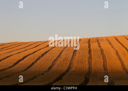Landwirtschaft, Landwirtschaftliche Kulturpflanzen, Ackerland