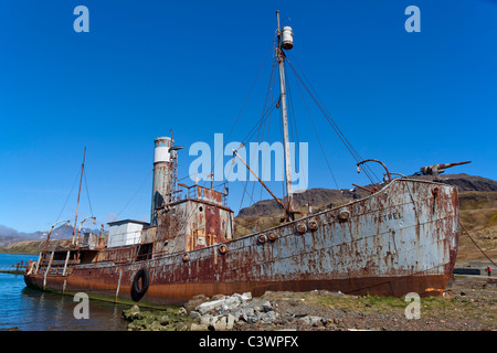 Das Wrack der Sturmvogel, bei Walfangstation Grytviken, Südgeorgien Insel gestrandet Stockfoto