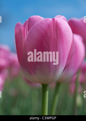Nahaufnahme einer schönen Frühling Tulpe in voller Blüte Stockfoto