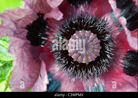 Papaver orientale 'Pattys Plum". Nahaufnahme auf die Mitte der poppy flower Stockfoto