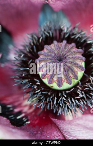 Papaver orientale 'Pattys Plum". Nahaufnahme auf die Mitte der poppy flower Stockfoto