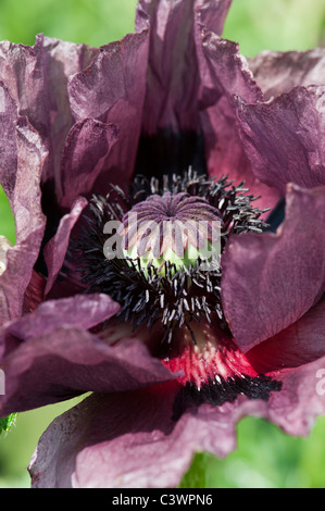 Papaver orientale 'Pattys Plum". Nahaufnahme auf die Mitte der poppy flower Stockfoto